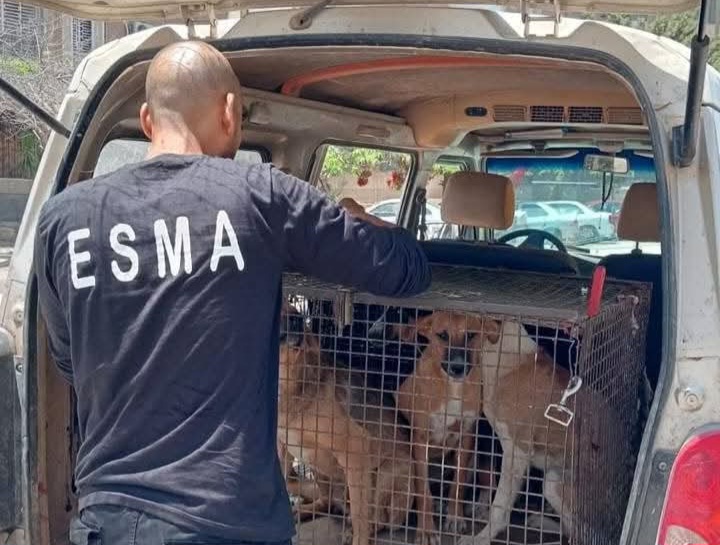 الإسكان: جهود مكثفة لمواجهة ظاهرة الكلاب الضالة داخل المدن الجديدة الإسكان:-جهود-مكثفة-لمواجهة-ظاهرة-الكلاب-الضالة-داخل-المدن-الجديدة